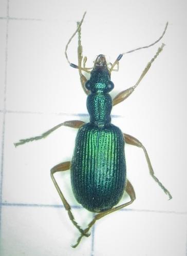 Réf. 275 289 : Drypta dentata